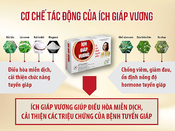 Cơ chế tác dụng của Ích Giáp Vương trong hỗ trợ điều trị các rối loạn tuyến giáp